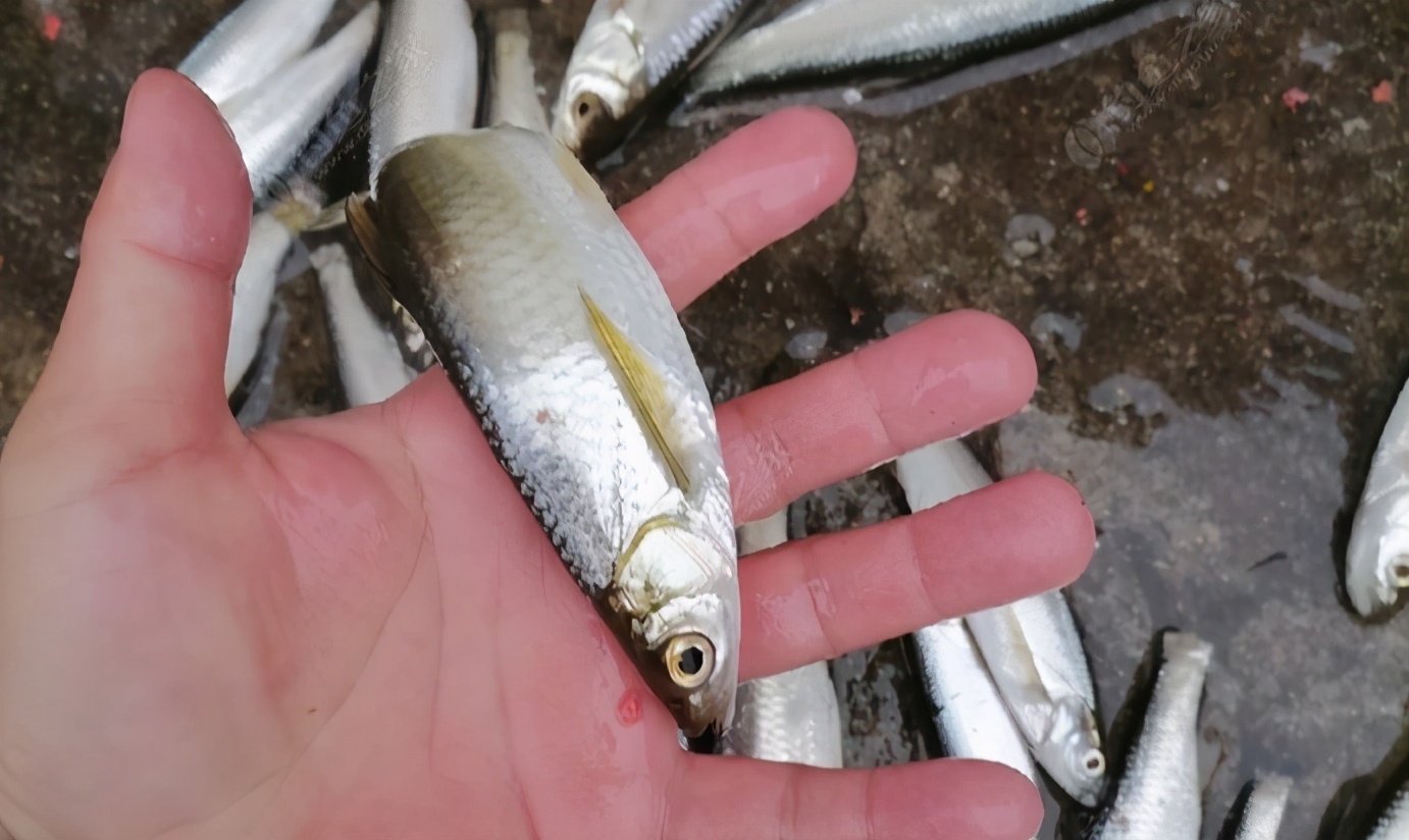 公認釣白條最快的釣法_釣白條_釣白條魚技巧