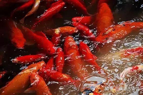 出海垂釣：情緒宣泄與靈魂洗滌的奇妙之旅