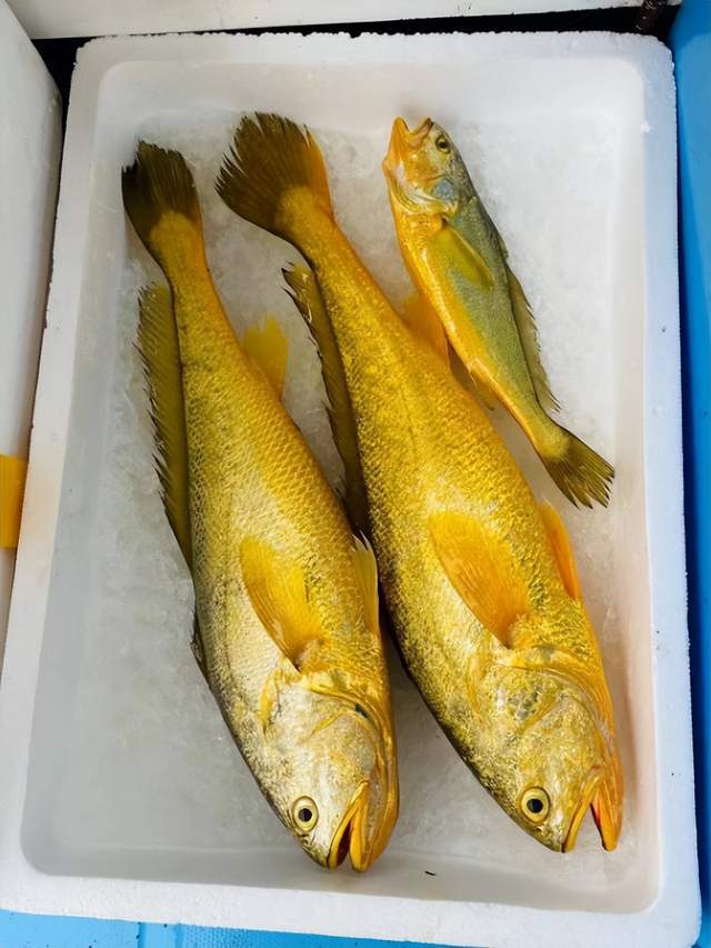 2021年黃花魚價格_黃花魚的價錢_黃花魚價格多少錢一斤