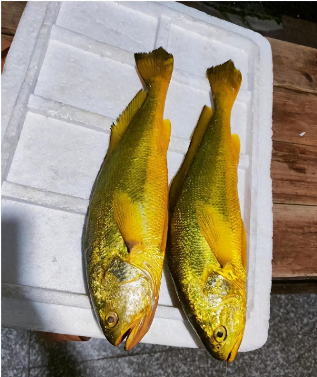黃花魚價格多少錢一斤_2021年黃花魚價格_黃花魚的價錢