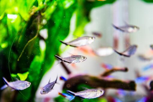 淡水魚大全圖冊_淡水魚大全圖片和名稱_淡水魚大全名稱及圖片