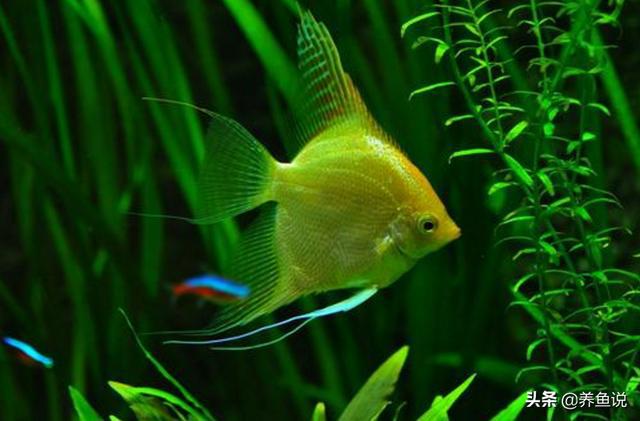 淡水魚大全名稱及圖片_淡水魚大全圖冊_淡水魚大全圖片和名稱