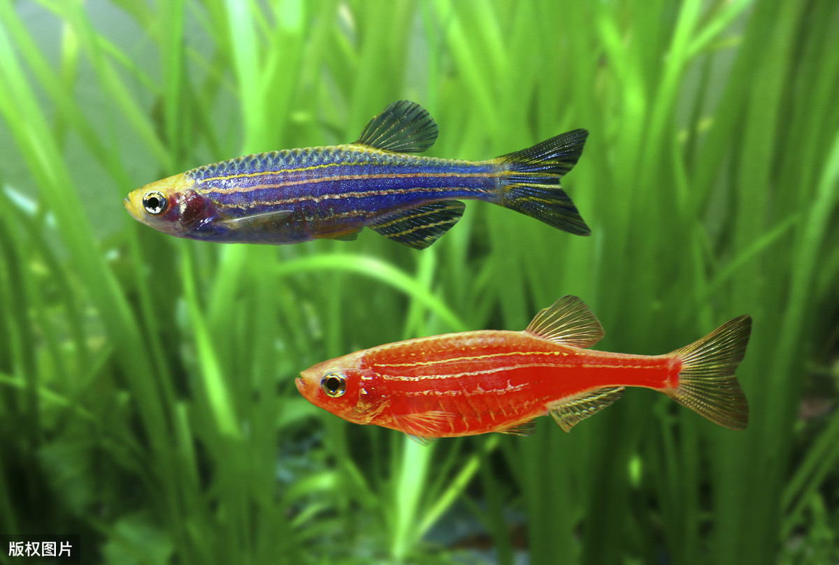 淡水魚大全名稱及圖片_淡水魚大全圖冊_淡水魚大全圖片和名稱