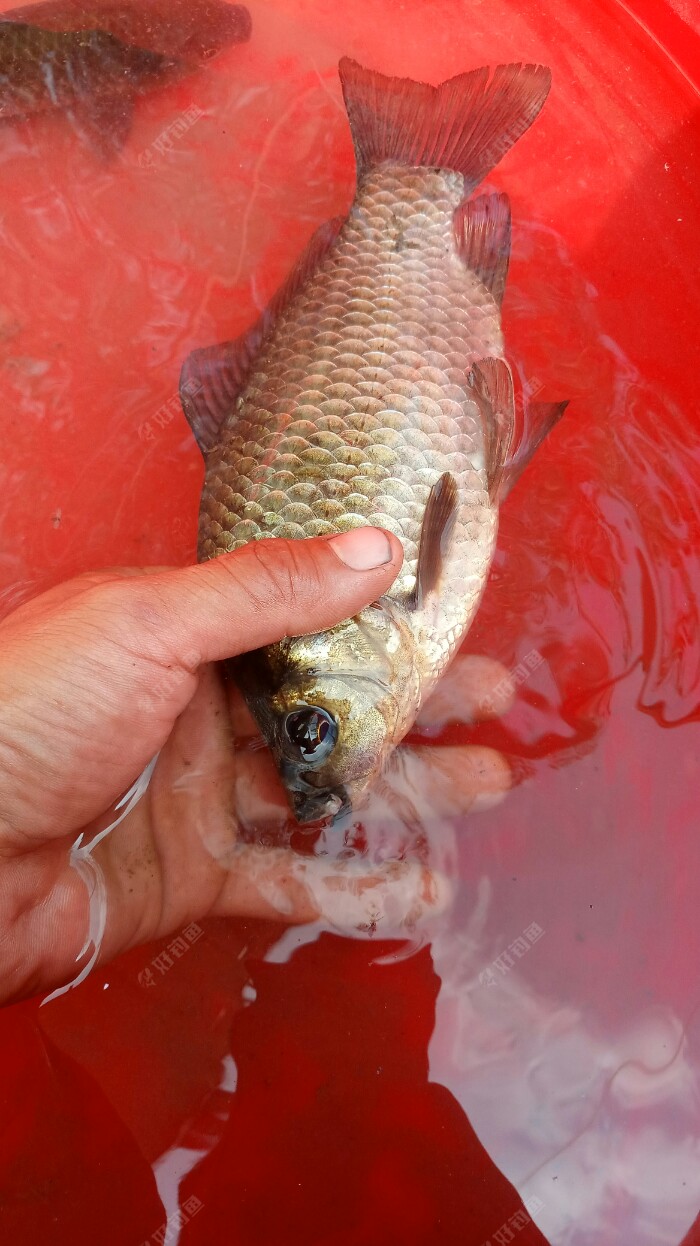 野魚塘釣魚技巧_野塘釣魚技巧_野塘怎么釣大魚