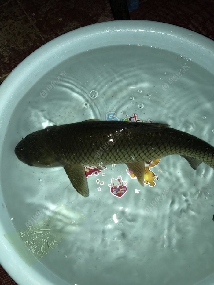 釣草魚用幾號鉤比較好_釣草魚用幾號鉤_鉤釣草魚號用什么餌料