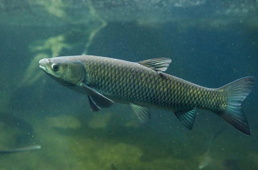 鉤釣草魚號用什么餌料_釣草魚用幾號鉤_釣草魚用幾號鉤比較好