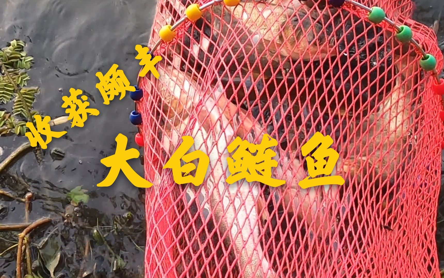 貴州釣魚論壇：釣友的水域天堂，分享釣魚體驗與技巧交流的勝地