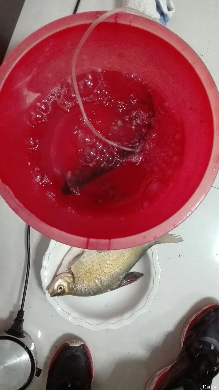 武昌魚_武昌魚怎么釣_武昌魚釣法_武昌魚釣多深
