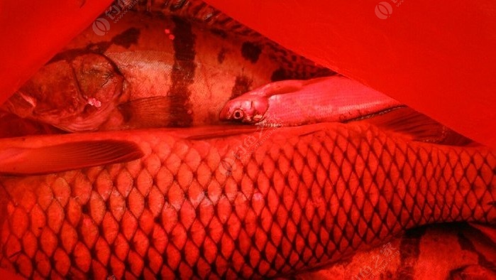 武昌魚_武昌魚怎么釣_武昌魚釣多深_武昌魚釣法