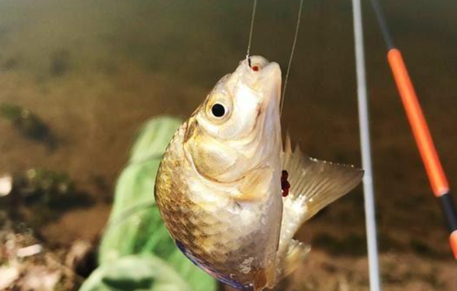 臺釣調漂視頻_臺釣視頻怎樣調浮漂_高手調漂視頻