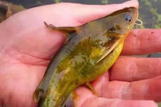 黃顙魚愛吃什么魚餌_黃顙魚吃了有什么好處_黃顙魚愛吃什么