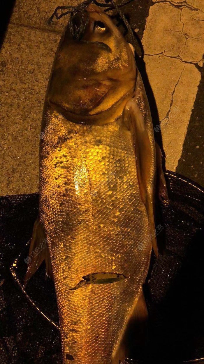 釣鳙魚配方餌路亞鰱鳙餌料配方?