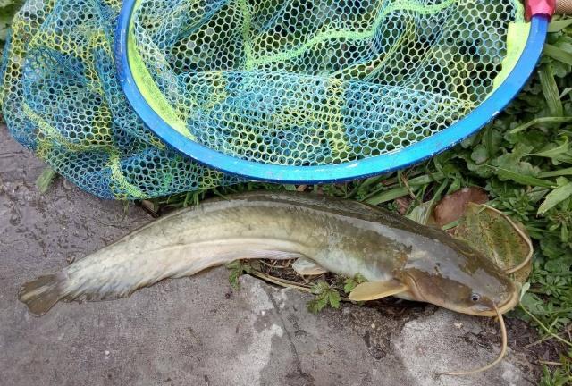 釣視頻掛鉤泥鰍鯰魚圖片_掛泥鰍釣鯰魚的線組_泥鰍釣鯰魚的掛鉤視頻