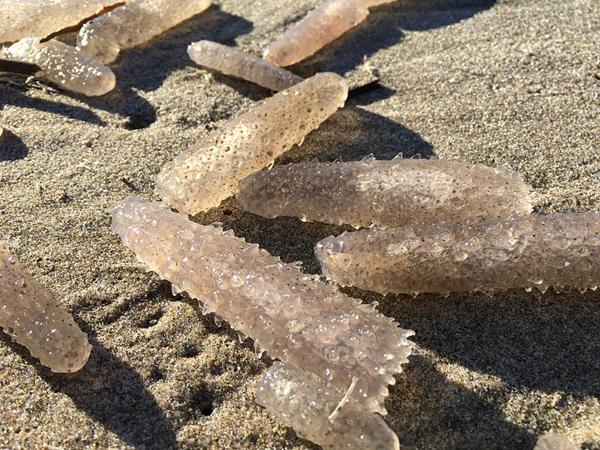 菲律賓釣魚_菲律賓海邊_菲律賓海釣視頻