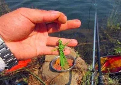 九月份釣草魚的最佳餌料選擇，讓你輕松收獲豐碩成果
