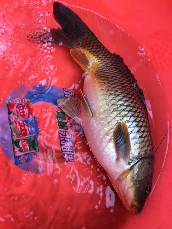 用餌料釣草魚是打底還是浮釣_釣餌料草魚用月亮鉤好嗎_9月釣草魚用什么餌料