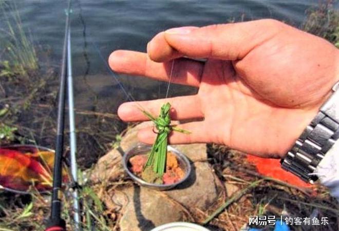 秋季南方釣草魚，用這些餌料讓你滿載而歸