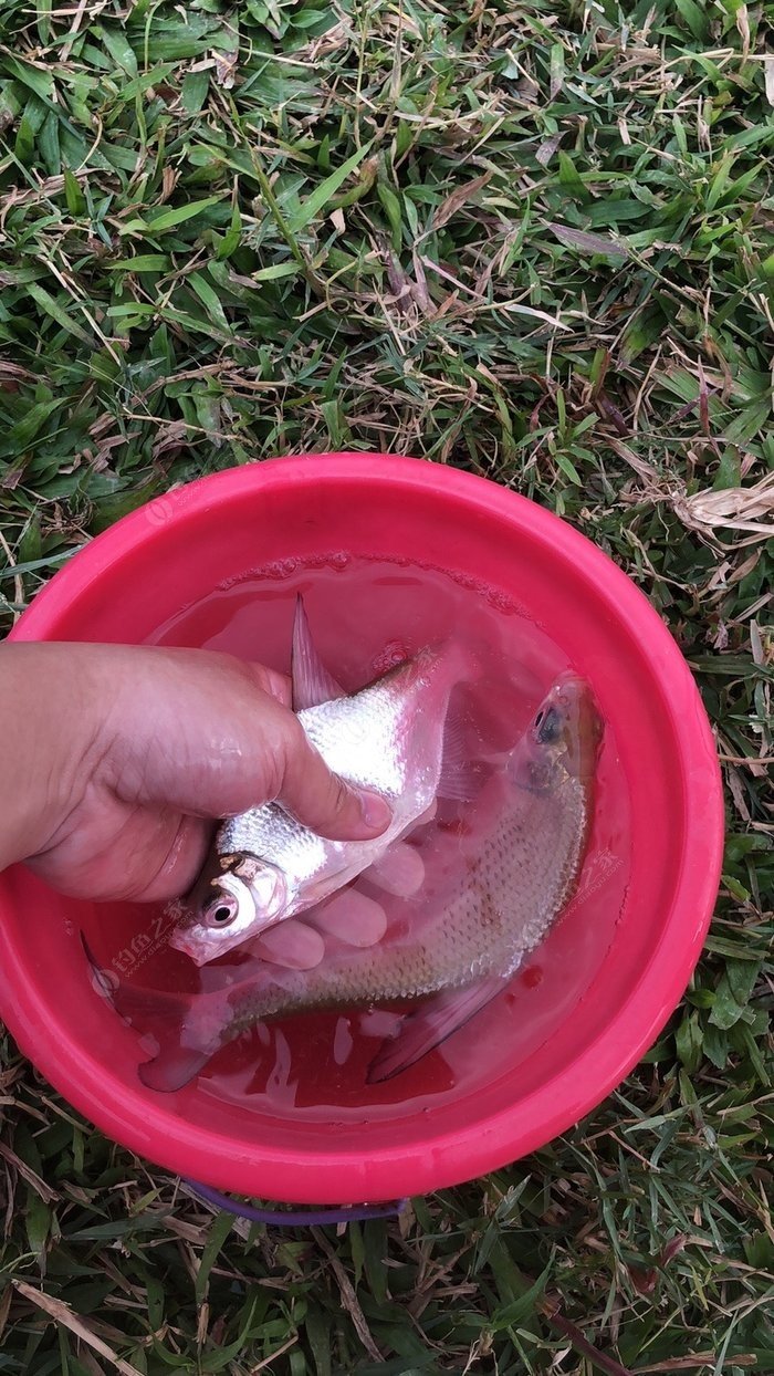 杭州九溪好釣魚不_杭州九溪抓魚_杭州九溪垂釣園