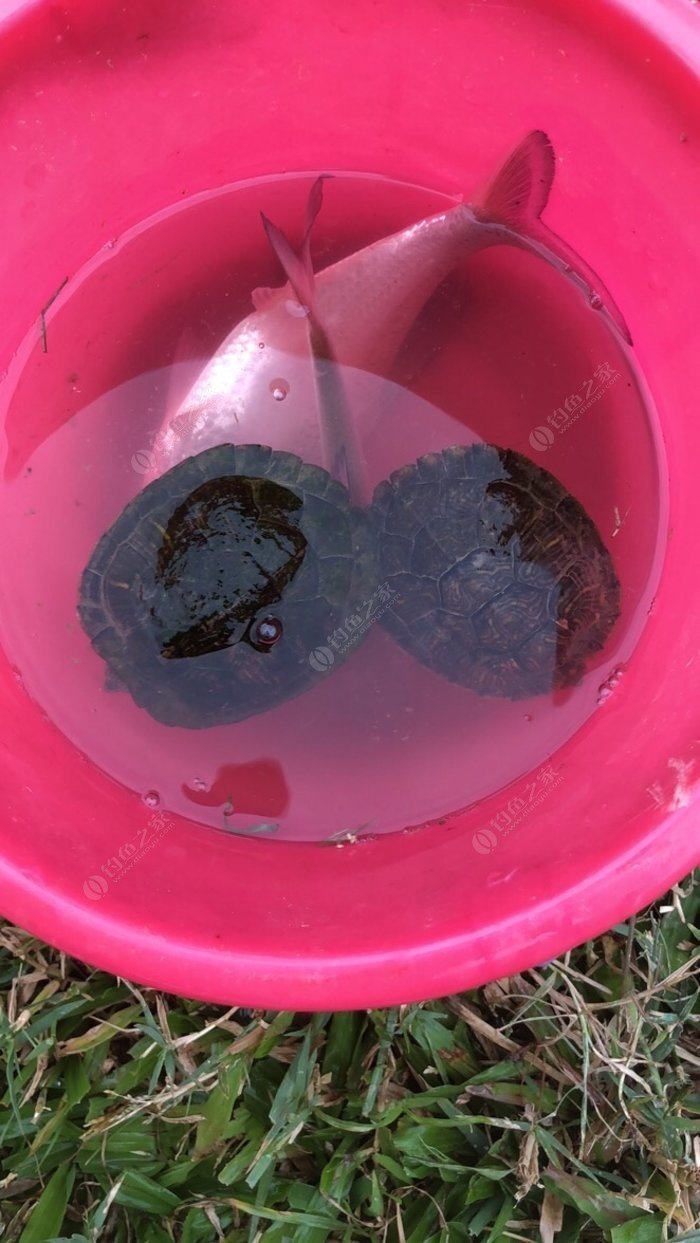杭州九溪抓魚_杭州九溪垂釣園_杭州九溪好釣魚不