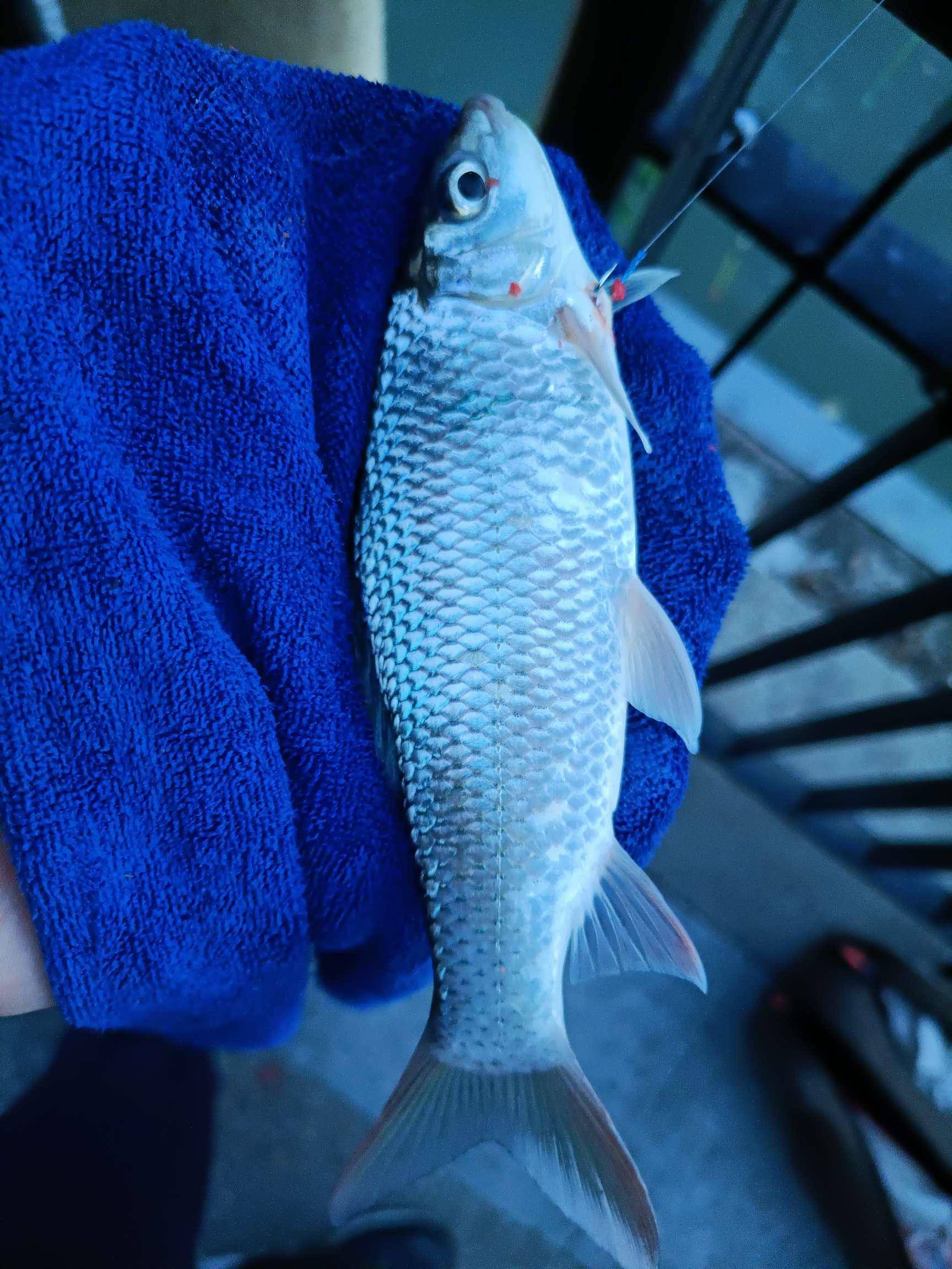 釣鯪魚視頻_釣鯔魚視頻_釣鳊魚視頻大全集