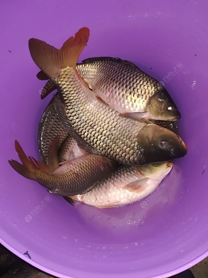 黑坑釣魚全視頻資料：領略獨特魅力，感受垂釣樂趣