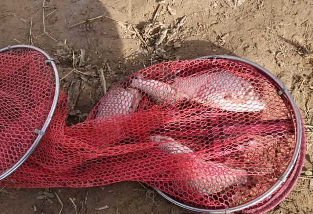 河釣魚_徒駭河釣魚_冬天野河釣魚打窩技巧