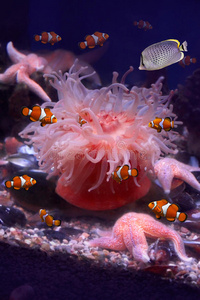 觀賞魚圖片大全圖片高清_觀賞魚圖片大全 圖片_觀賞魚圖冊