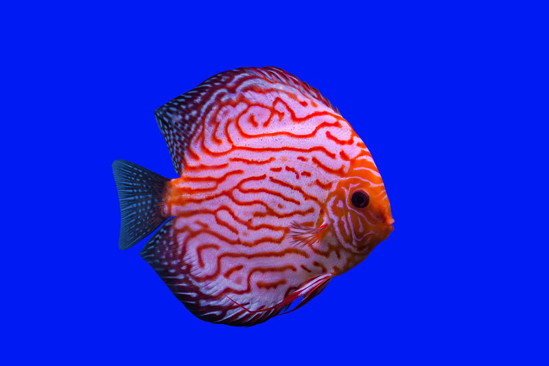 觀賞魚圖片大全 圖片_觀賞魚圖冊_觀賞魚圖片大全圖片高清