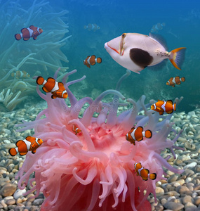 觀賞魚圖片大全 圖片_觀賞魚圖片大全圖片高清_觀賞魚圖冊