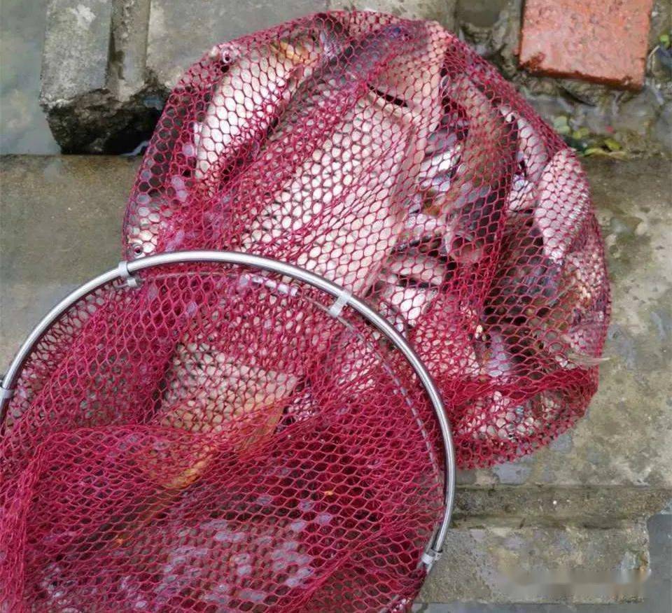 釣草魚視頻野釣實戰_釣魚視頻草魚_釣草魚視頻