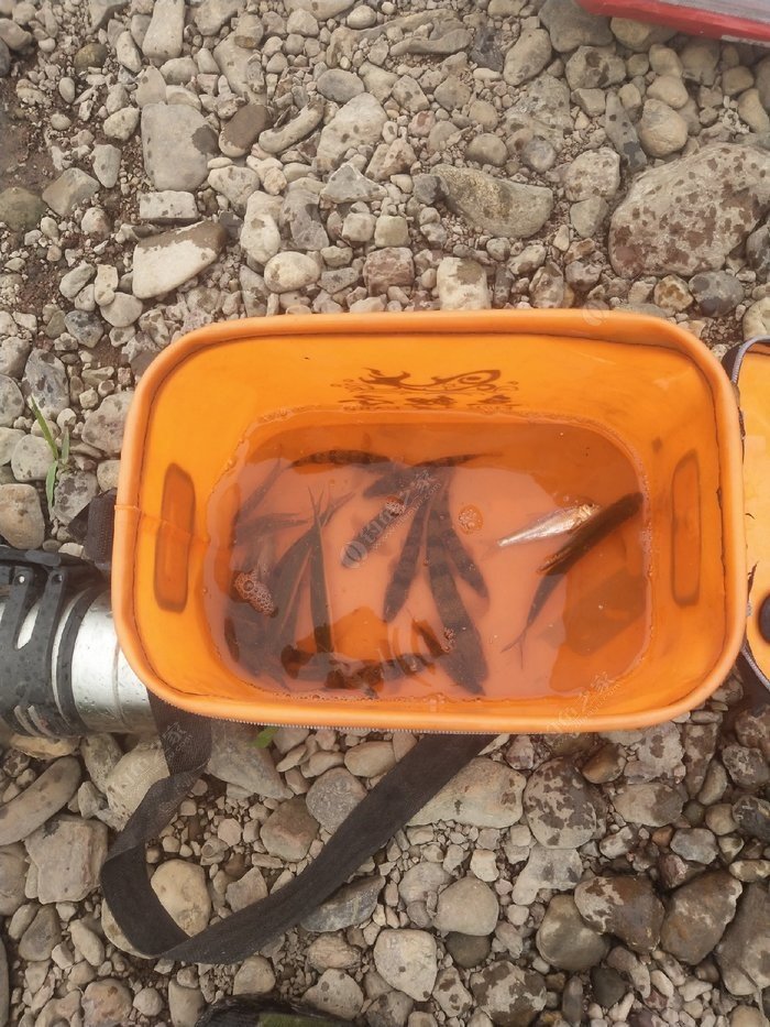 綿陽市區哪有蛆蟲賣？釣魚之家_釣魚的蛆哪兒有賣_綿陽蟲子多么