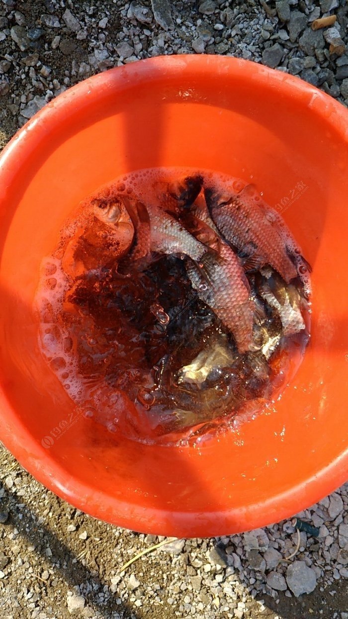 綿陽蟲子多么_釣魚的蛆哪兒有賣_綿陽市區哪有蛆蟲賣？釣魚之家