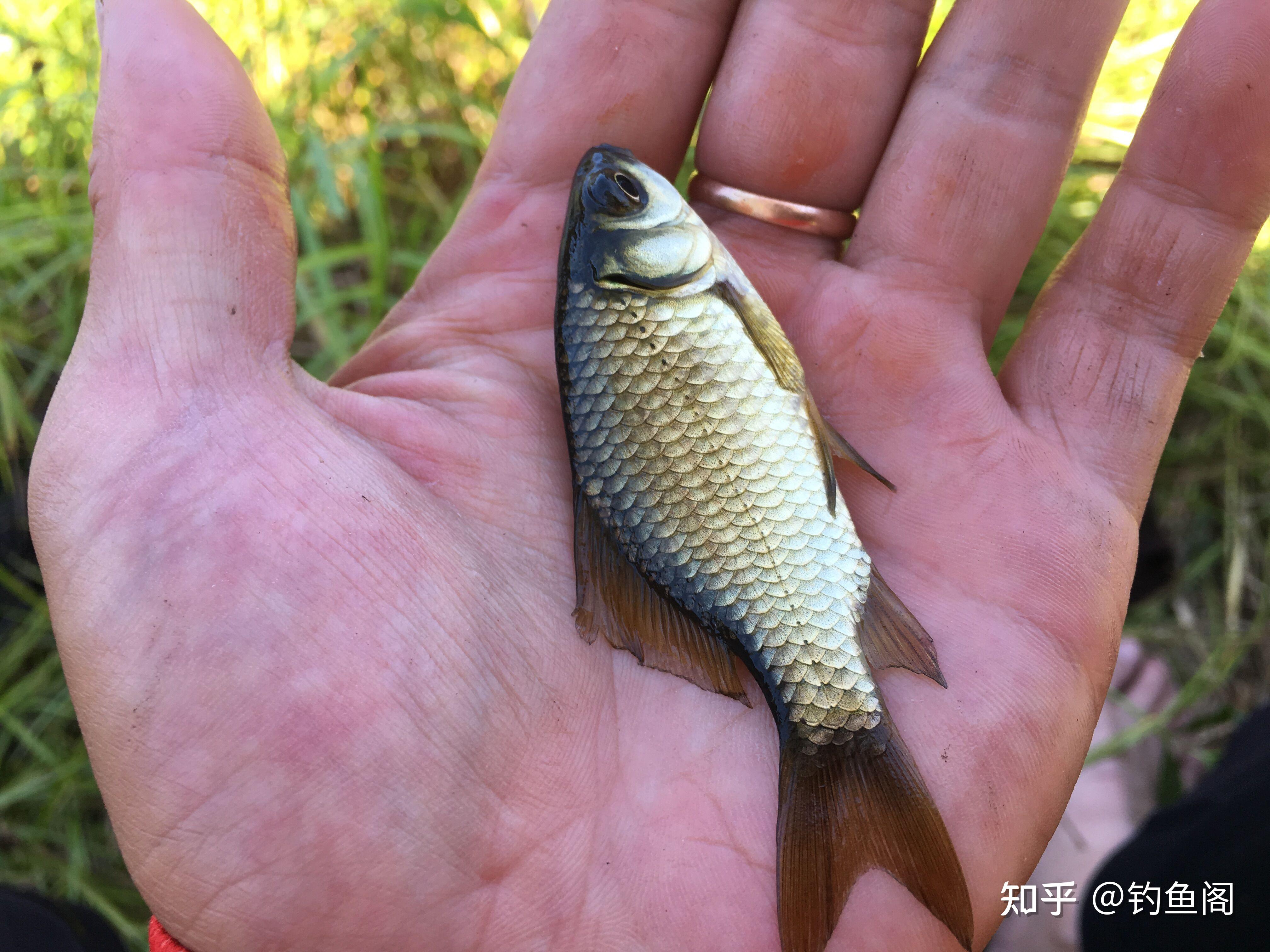 一本寫滿評論的納特帕格的釣魚技巧完全攻略_釣魚專家納特_納特的釣魚書