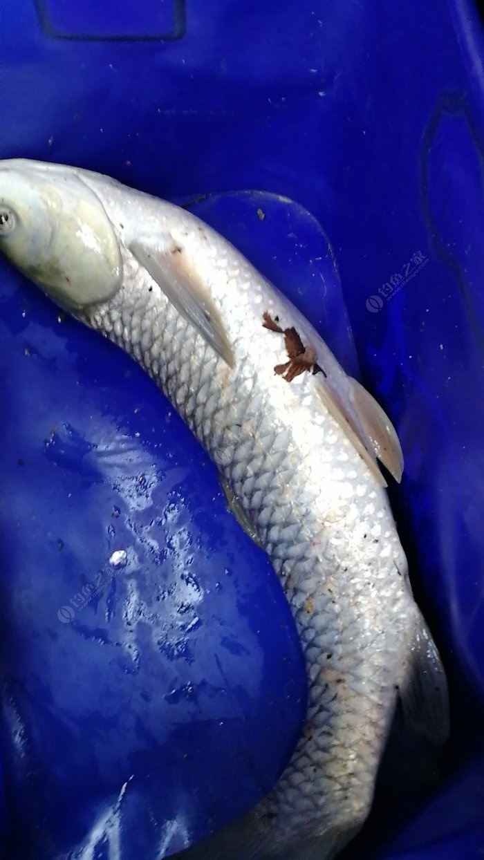 冬季垂釣草魚秘籍：選對餌料，漁獲滿滿