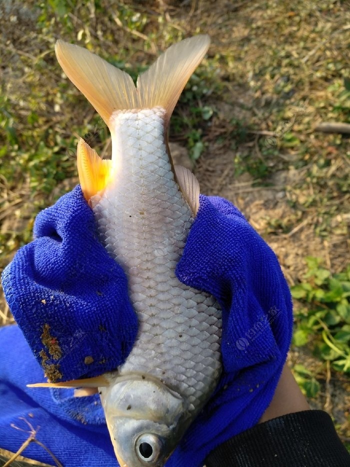 冬天釣草魚用什么餌料效果最好呢_冬天釣草魚用什么小藥_冬釣草魚用什么餌最好