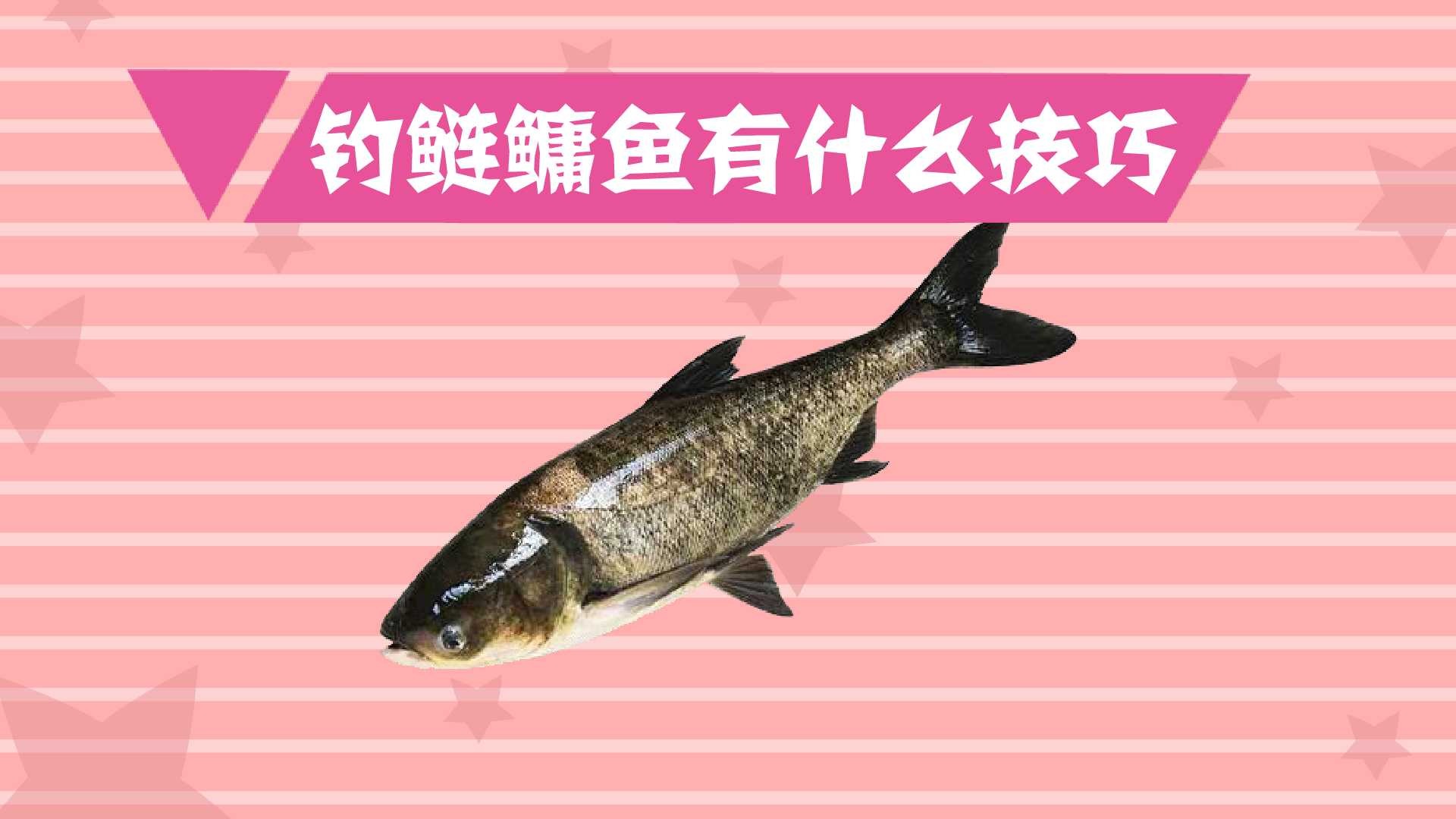 夏季在水庫釣鰱鳙魚的實戰技巧大全必看_水庫釣魚教程_水庫釣魚方法大全
