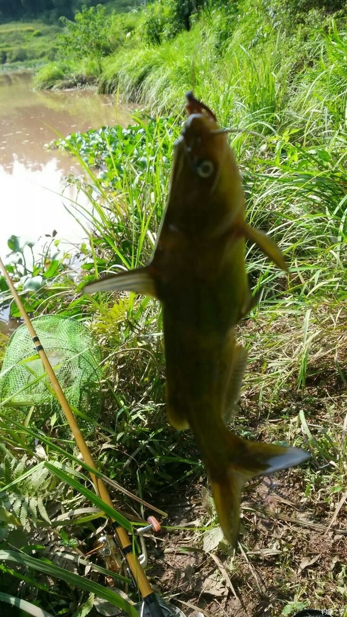 秋季深水區釣草魚，選對誘餌滿載而歸，玉米粒、蚯蚓、混合餌料的誘惑