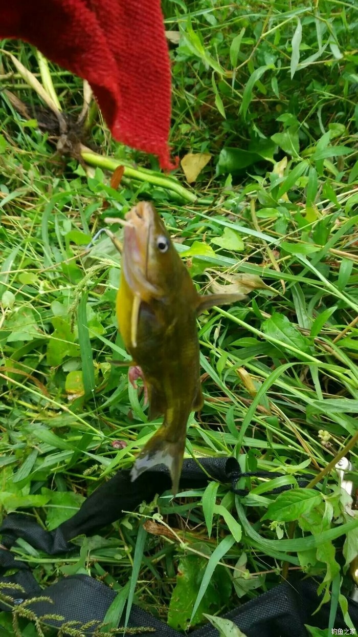 釣餌深秋草魚好用嗎視頻_深秋釣草魚用什么餌好_釣餌深秋草魚好用嗎