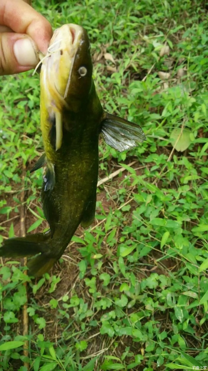 深秋釣草魚用什么餌好_釣餌深秋草魚好用嗎視頻_釣餌深秋草魚好用嗎