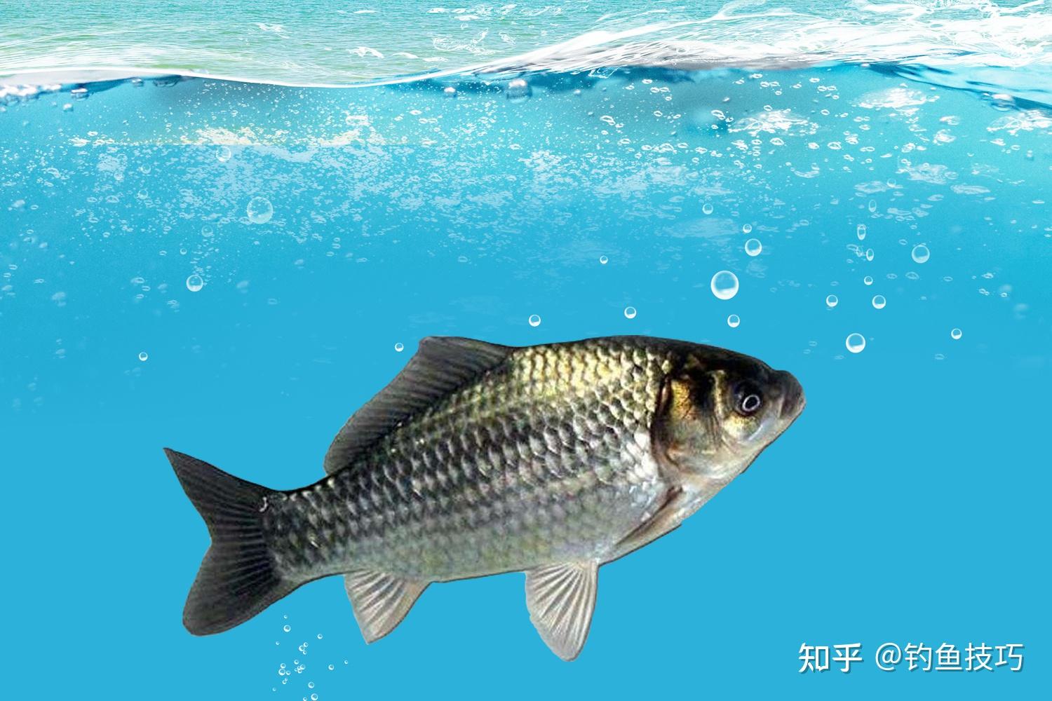 野釣什么小藥著大鯽魚_野釣鯽魚小藥十大排名_野釣鯽魚小藥怎么搭配
