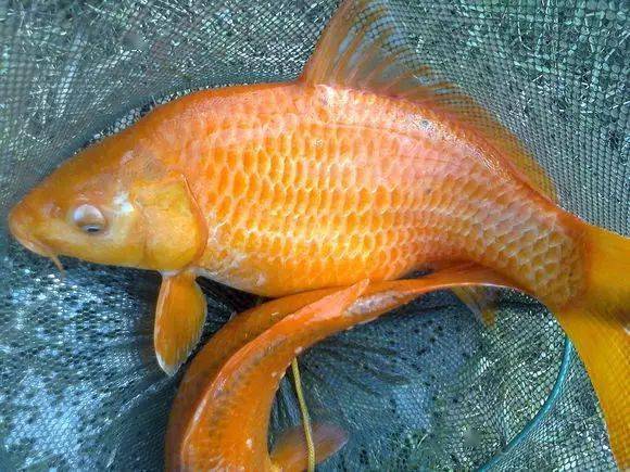 游釣中國最新更新李大毛又上大魚了_我想看釣大魚_下載釣大魚