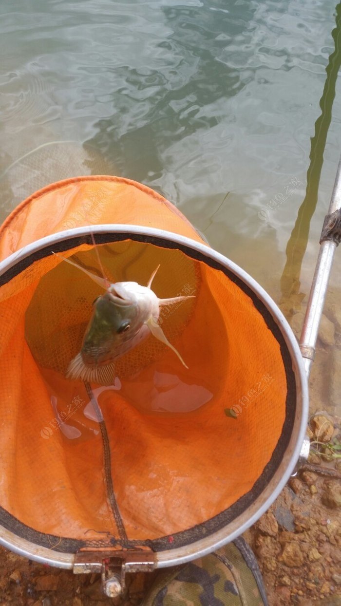 我想看釣大魚_下載釣大魚_游釣中國最新更新李大毛又上大魚了