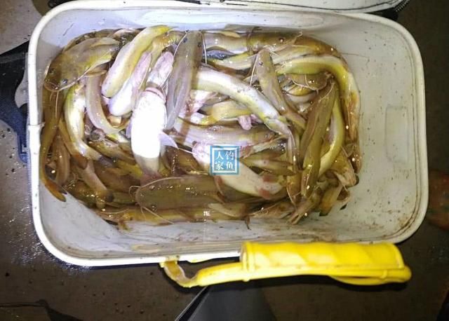 和睦湖有魚嗎_和睦湖釣魚怎么樣_有肥東的釣友嗎?最近和睦湖上游支流有魚嗎