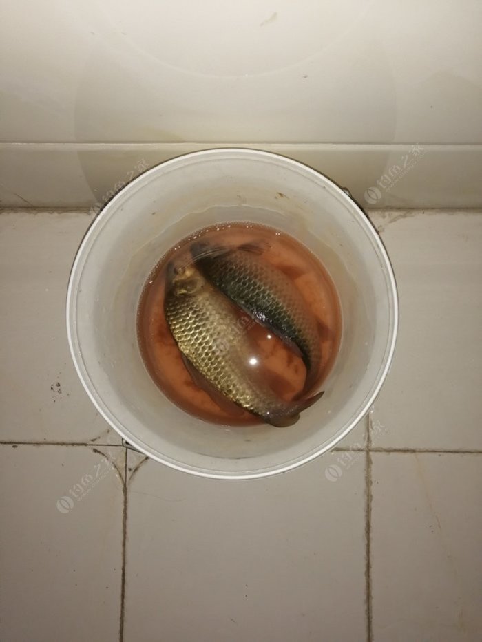 有肥東的釣友嗎?最近和睦湖上游支流有魚嗎_和睦湖有魚嗎_和睦湖釣魚怎么樣