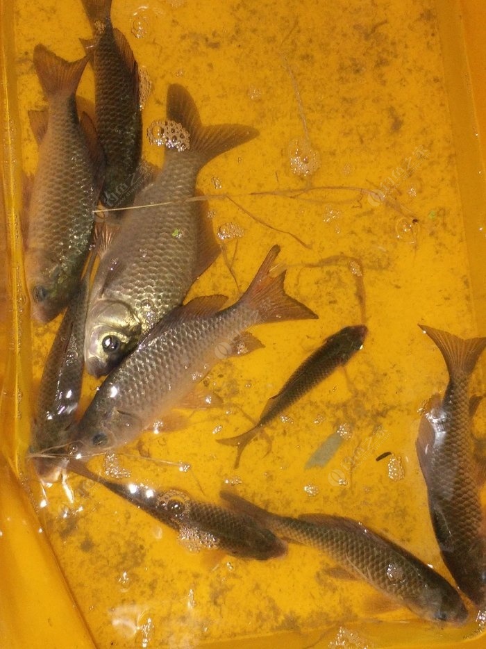 釣魚人之家貨好價優我出手了_有屠人貨肉歸的貨是什么意思_釣魚買家什么意思