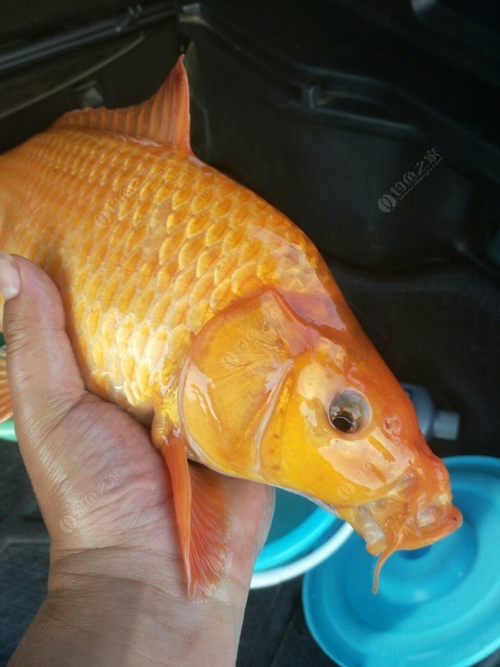 草魚餌料哪家好_草餌釣草魚_草魚餌料野釣
