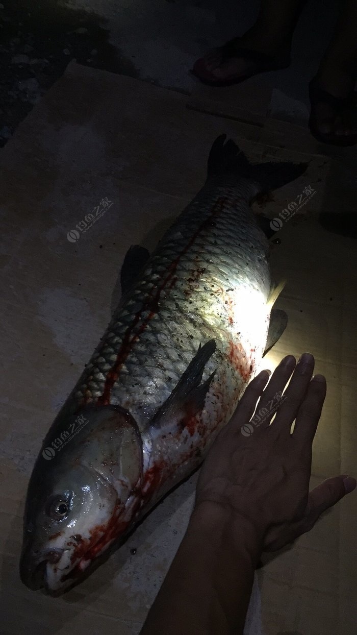 掌握制作草魚餌料的關鍵技巧，讓你輕松釣到大魚