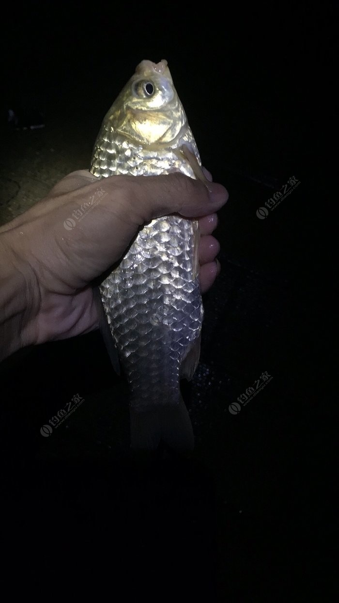 草魚餌料怎么配制釣魚的餌料_餌料釣魚配制草魚視頻_餌料釣魚配制草魚方法