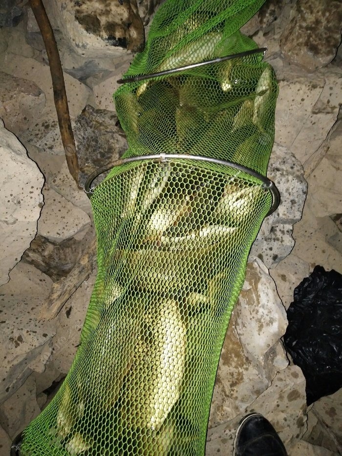 釣魚愛好者必知：自制草魚餌料的經驗分享與小技巧