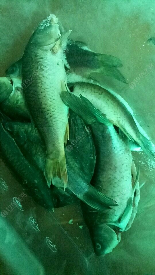 小浪底釣鯽魚用啥餌料?